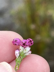 Erica melanacme