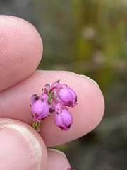 Erica melanacme