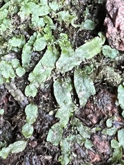 Pallavicinia