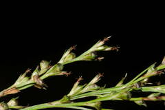Scleria gaertneri