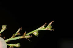 Scleria gaertneri