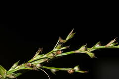 Scleria gaertneri