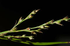 Scleria gaertneri