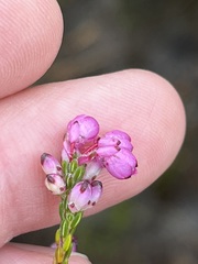 Erica melanacme