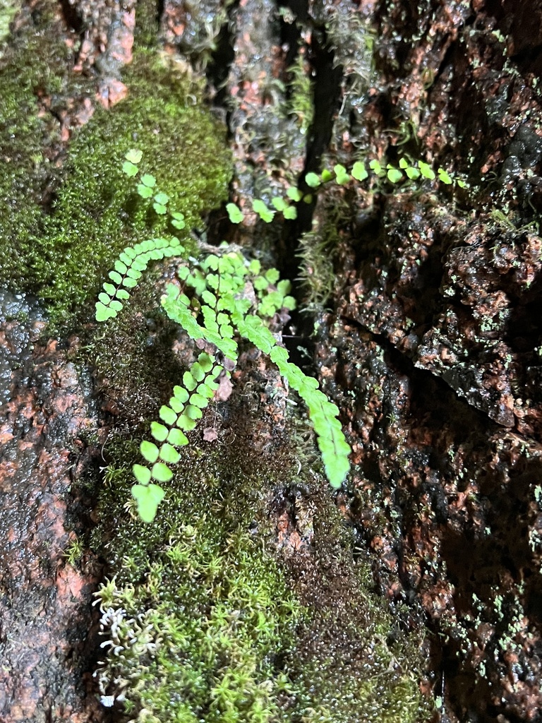 Maidenhair Spleenwort From Acadia National Park Bar Harbor Me Us On