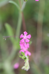Silene scabriflora