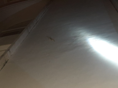 Gekko gecko