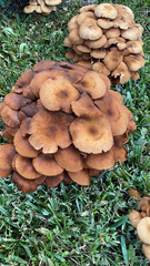 Physalacriaceae