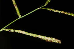 Paspalum mandiocanum
