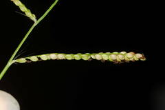 Paspalum mandiocanum
