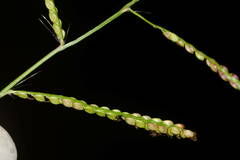 Paspalum mandiocanum