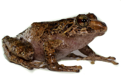 Pristimantis