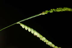 Paspalum mandiocanum