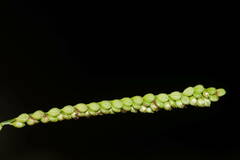 Paspalum mandiocanum