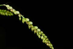 Paspalum mandiocanum