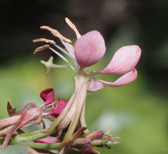 Oenothera suffrutescens