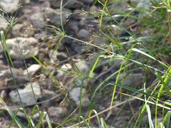 Rhynchospora macrostachya