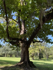 Catalpa bignonioides