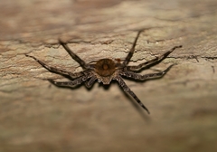 Lycosoidea