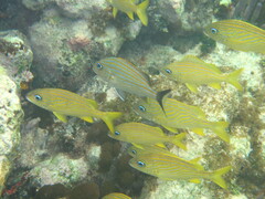 Haemulon flavolineatum