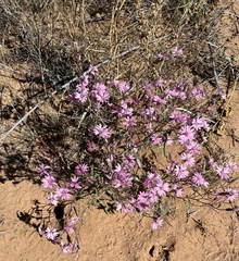 Palafoxia sphacelata