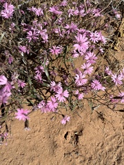 Palafoxia sphacelata