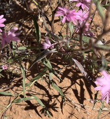 Palafoxia sphacelata