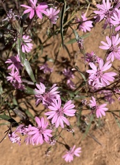 Palafoxia sphacelata