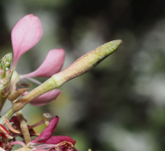 Oenothera suffrutescens