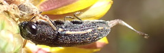 Acmaeodera