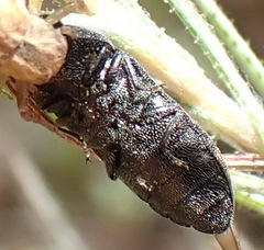 Acmaeodera
