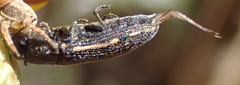 Acmaeodera
