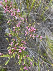 Erica palliiflora