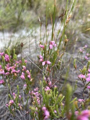 Erica palliiflora