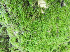 Rhynchostegium confertum