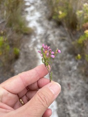 Erica palliiflora