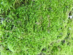 Rhynchostegium confertum