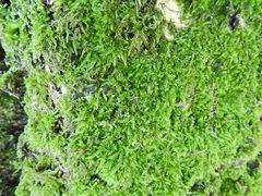 Rhynchostegium confertum