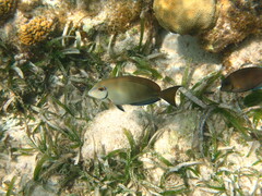 Acanthurus tractus