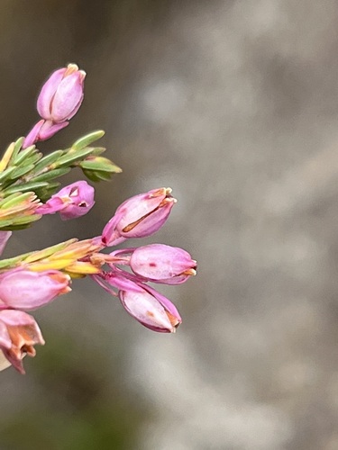 Image of Erica palliiflora by (c) Charleen Brunke, some rights reserved (CC BY)