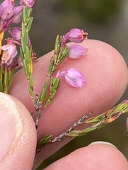 Erica palliiflora