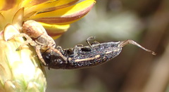 Holopelus albibarbis
