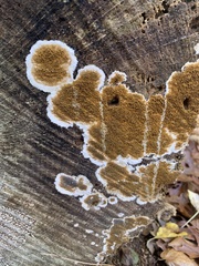 Serpula himantioides