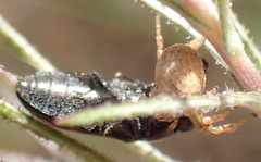 Holopelus albibarbis
