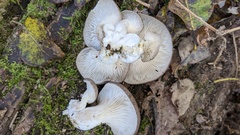 Pleurotus ostreatus