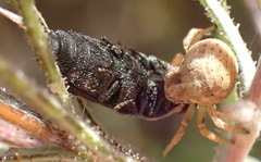 Holopelus albibarbis