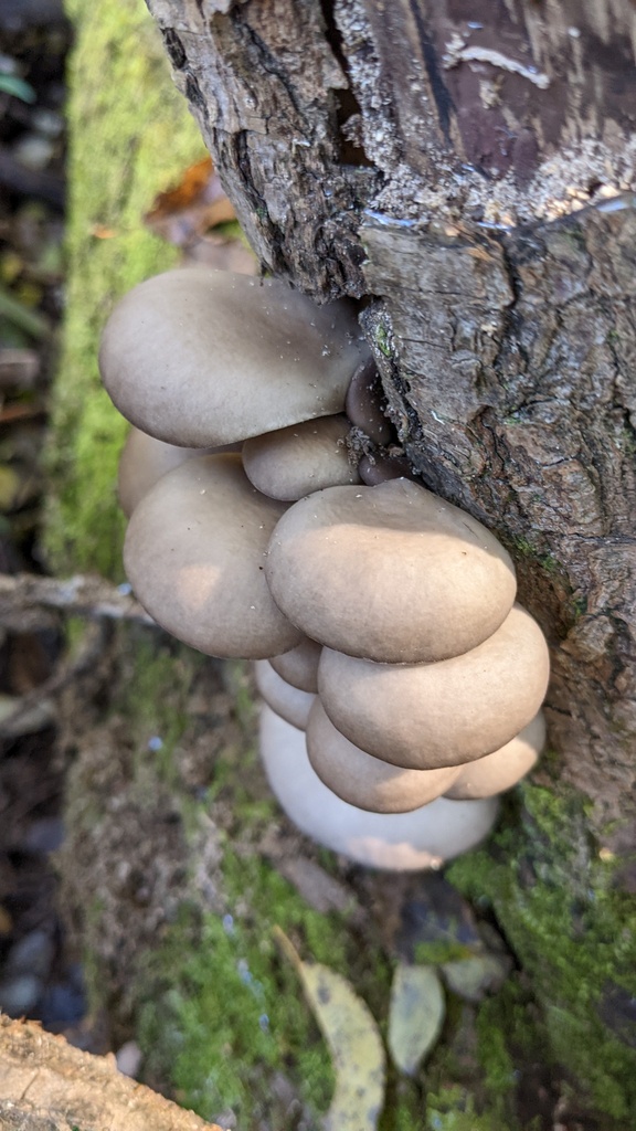 Pleurotus ostreatus · November 2022 · photo: © atsushi_nakajima_cirque (iNaturalist, cc-by)