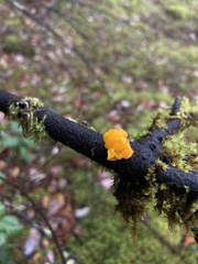 Tremella mesenterica