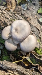 Pleurotus ostreatus
