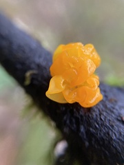 Tremella mesenterica
